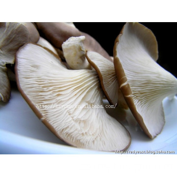 fresh vegetable canned abalone mushrooms